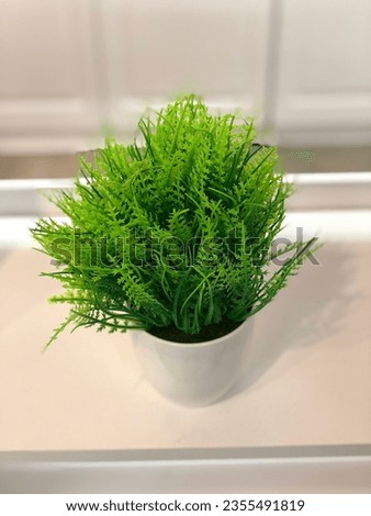 Green Plants in White Pots, Enhancing Cool and Beautiful Indoor Spaces