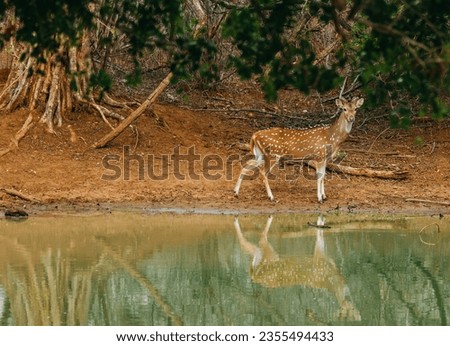 Experience the beauty of nature with this stunning image of a Sri Lankan deer. The serene wilderness setting and the beautiful reflection of the deer make it a must-have for nature lovers.