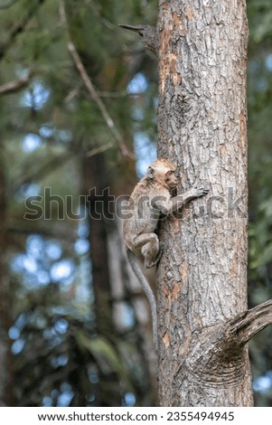 a monkey climbs a pine tree in the Tidar botanical garden of Magelang City, central Java Royalty-Free Stock Photo #2355494945
