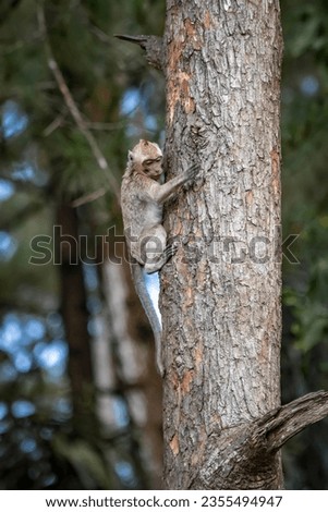 a monkey climbs a pine tree in the Tidar botanical garden of Magelang City, central Java Royalty-Free Stock Photo #2355494947