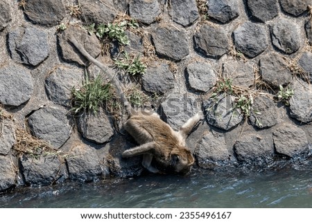 A monkey drinking irrigation water in Gunung Tidar Botanical Park, Magelang City, Central Java Royalty-Free Stock Photo #2355496167