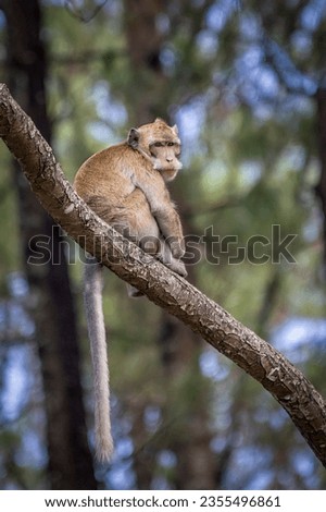 A monkey sits on a pine tree branch in the Mount Tidar Botanical Forest, Magelang City, Central Java Royalty-Free Stock Photo #2355496861