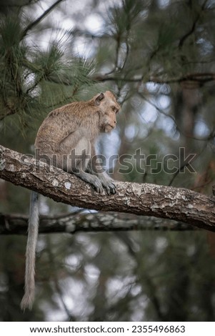 A monkey sits on a pine tree branch in the Mount Tidar Botanical Forest, Magelang City, Central Java Royalty-Free Stock Photo #2355496863
