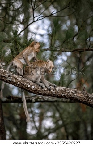 Monkeya sit on a pine tree branch in the Mount Tidar Botanical Forest, Magelang City, Central Java Royalty-Free Stock Photo #2355496927