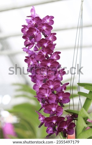  Pictures of flowers and orchids for backgrounds