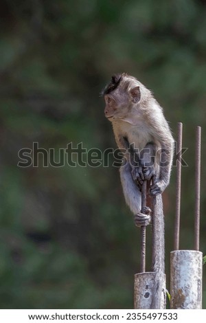 A monkey cub sits on a fence in the Mount Tidar Forest, Magelang City, Central Java Royalty-Free Stock Photo #2355497533