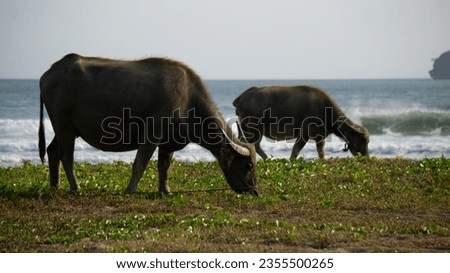 Buffalo photo on a beautiful beach, suitable for education and animal background,raw image.