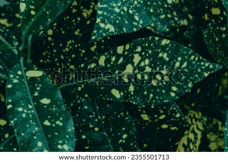 
Abstract, nature Green leaf background and beautiful wallpaper.(high quality) 