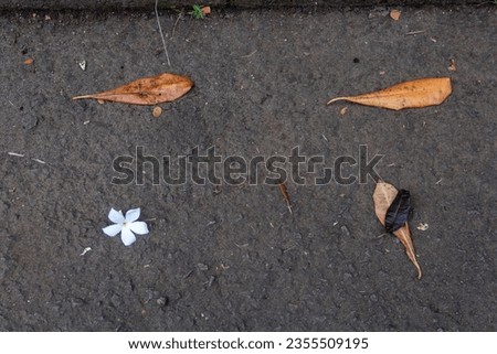 some dry leaves scattered on the asphalt road housing complex