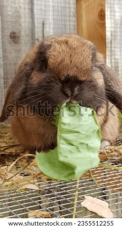 Cute Lop-Eared Rabbit Eating Lettuce