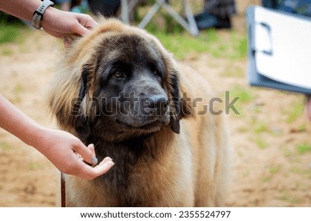 Leonberger breed dog at the dog show
