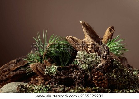 Abstract north nature scene with a composition of lichen, pine branches, and dry snags. Beige background for cosmetics, beauty product branding, identity, and packaging. Copy space. Royalty-Free Stock Photo #2355525203