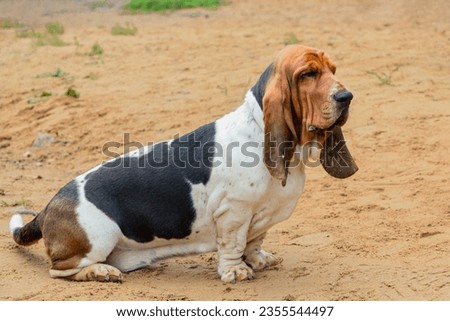A Basset Hound dog obedience training Royalty-Free Stock Photo #2355544497