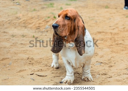A Basset Hound dog obedience training