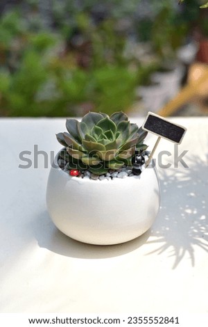 Succulent, potted plants, cacti, Modern composition of home garden filled a lot of plants in different hipster pots. White background wall of home garden.