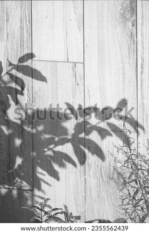 Natural arecaceae leaf shadows on white wall blurred background nature fresh wallpaper concept, for background design for text.