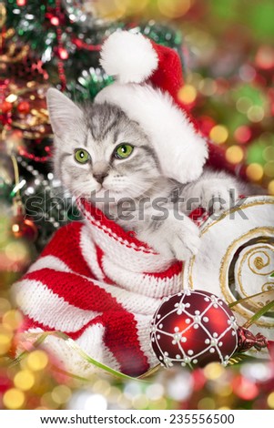  kitten in santa hat with red christmas decoration