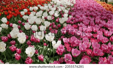 Tulip Flowers Color Europ Holland