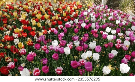 Tulip Flowers Color Europ Holland