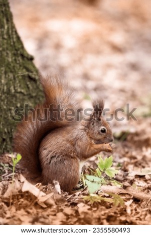 A squirrel sits near a tree and eats peanuts in the park