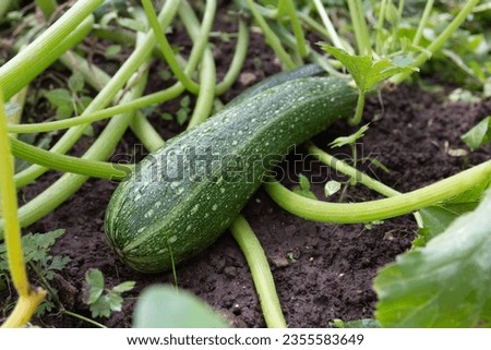 Homegrown zucchini in the vegetable garden - stock photo
