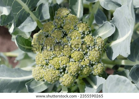 Broccoli in the garden Top view - Stock Photo