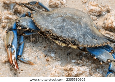 his detailed photograph showcases the vivid hues and complex textures of a Blue Crab's exoskeleton. Located on the sandy beaches of Italy, where the species is notably invasive Royalty-Free Stock Photo #2355590305