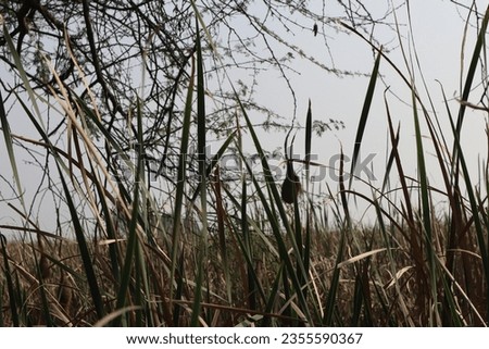 Grass, Nandur Madhyameshwar bird sanctuary, Nashik, Maharashtra