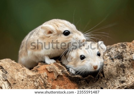 Gerbils are very popular pets because they are cute, clean, and not aggressive.