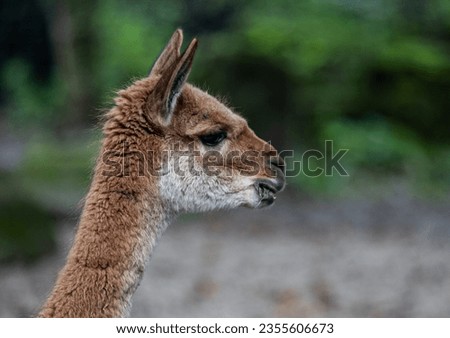 Alpaca of Artis Amsterdam Zoo Royalty-Free Stock Photo #2355606673