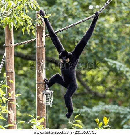 Apes of Artis Amsterdam Zoo Royalty-Free Stock Photo #2355607735