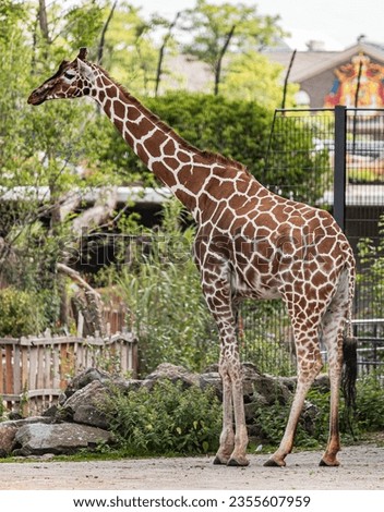 Giraffe of Artis Amsterdam Zoo Royalty-Free Stock Photo #2355607959