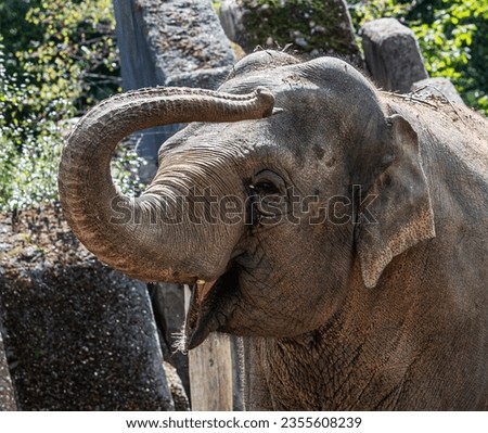 Elephant of Artis Amsterdam Zoo Royalty-Free Stock Photo #2355608239