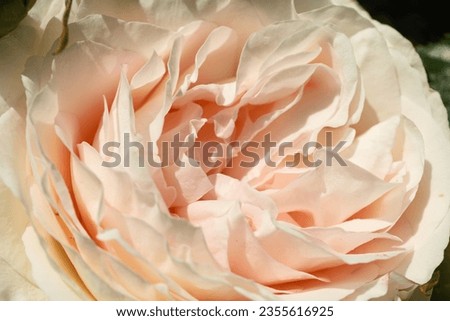 Light pink rose flower outdoors on green background, closeup