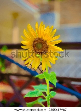 Sun Flower With Locust picture 