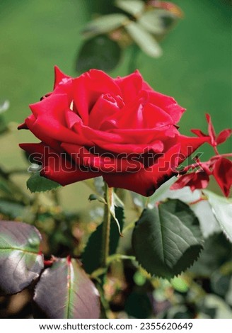 Hybrid tea roses: This type of rose is known for its large, cup-shaped flowers
