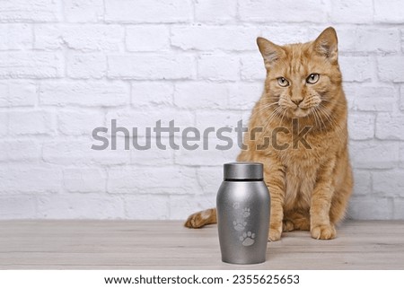 In remembrance of a pet. Red cat sitting next to a pet urn and mourns.