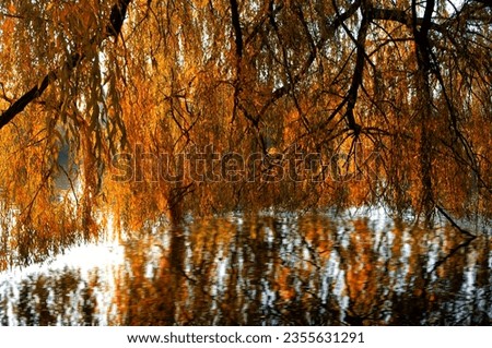 The branches of a weeping willow with autumn colored leaves hang over a lake on the shore