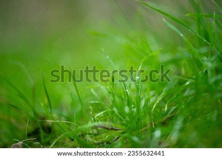 close up of native australia grass pasture in a field in spring