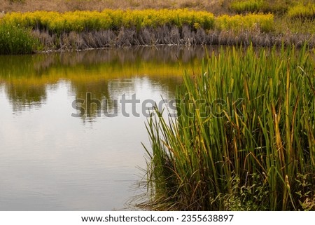 View of a pond with grass and water reflection. High quality photo