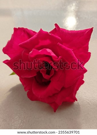 Red rose, Red rose pictures