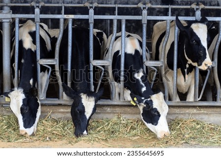 Cows at a community farm