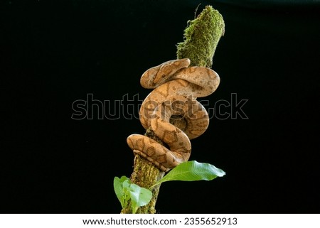 Corallus annulatus, also known as the ringed tree boa, the ringed tree boa, and the northern ringed tree boa, is a species of boa found in Central and South America. Royalty-Free Stock Photo #2355652913