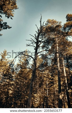 Withered pine tree in the forest. Toned image Royalty-Free Stock Photo #2355653177