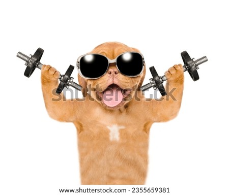 Strong mastiff puppy wearing sunglasses lifts dumbbells. isolated on white background