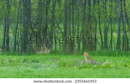 Red fox (Vulpes vulpes) watching standing in grassy meadow, Podlaskie Voivodeship, Poland, Europe