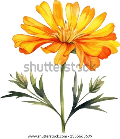 Tagetes erecta Watercolor floral arrangements with beautiful African Marigold flower, Watercolor floral bouquet. Royalty-Free Stock Photo #2355663699