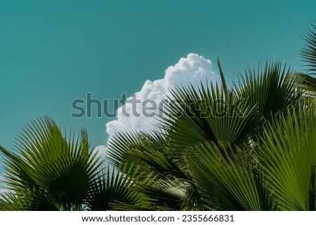 Tropical paradise: sultry summer sky with a white cloud in the background and beautiful green palm tree leaves in the foreground. Copy space Royalty-Free Stock Photo #2355666831