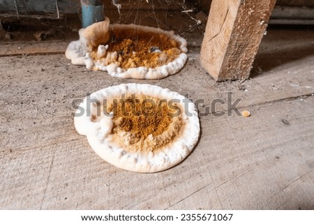 Big home destructive fungus or Serpula lacrymans on the floor of the residential building. Royalty-Free Stock Photo #2355671067