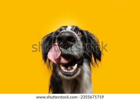Close-up hungry puppy dog eating licking its lips with tongue. Isolated on yellow background Royalty-Free Stock Photo #2355671719